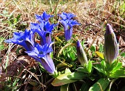 31 Gentiana Clusii (Genziana di Clusius)